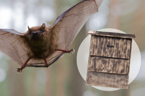 Nichoir pour chauves-souris